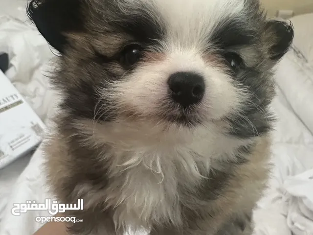 Cute Pomerian