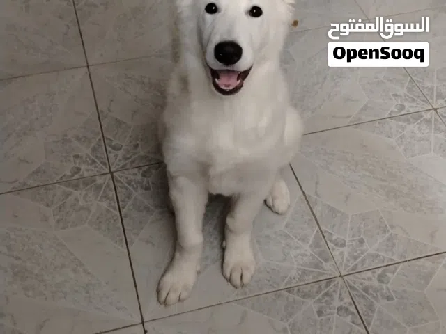 وايت جيرمن Swiss Shepherd