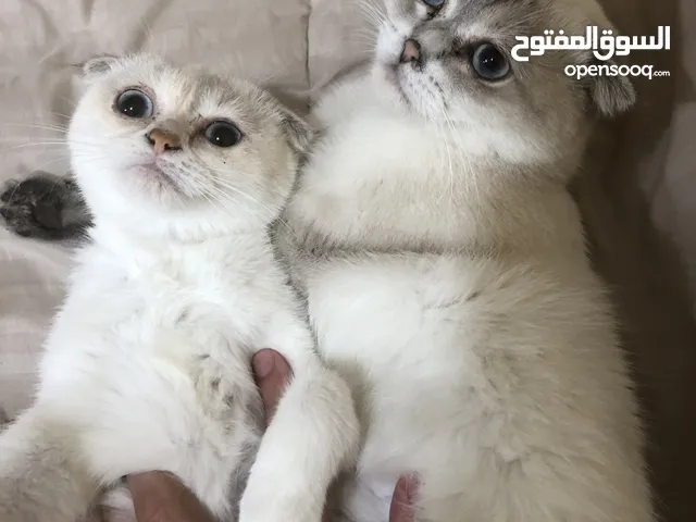 قطط سيامي جميلة