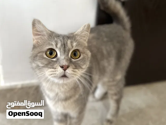 Sweet Female Rescue Cat Looking for a Loving Home
