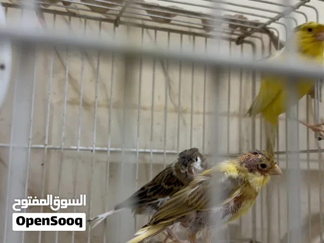 3فراخ كناري بعمر 35 يوم