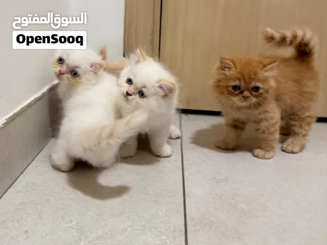 قطط كيتين هيمالايا... اورنج ...عمر 55 يوم تبارك الله جماال وصحه kittens himalayan ...age 55 days