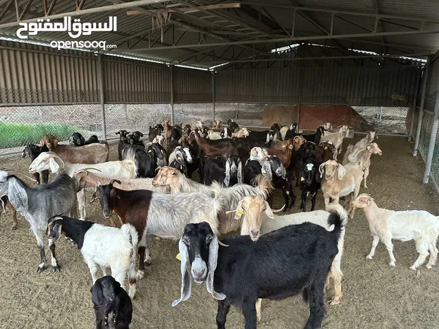 goats for sale