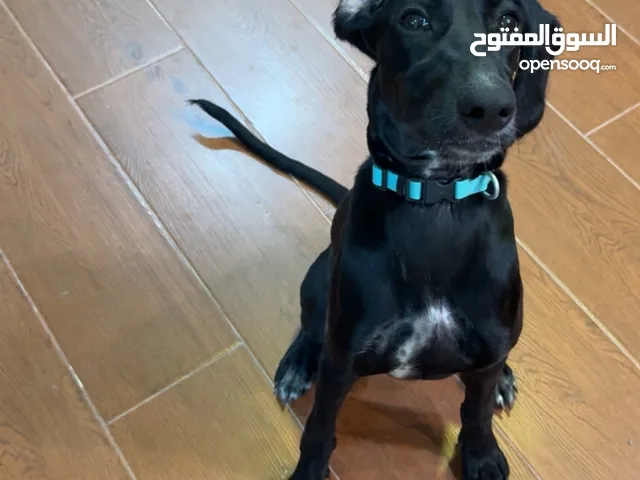 . أبوه Labrador Retriever. امه Cocker