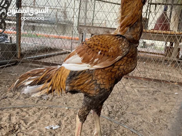 ديك باكستاني للبيع