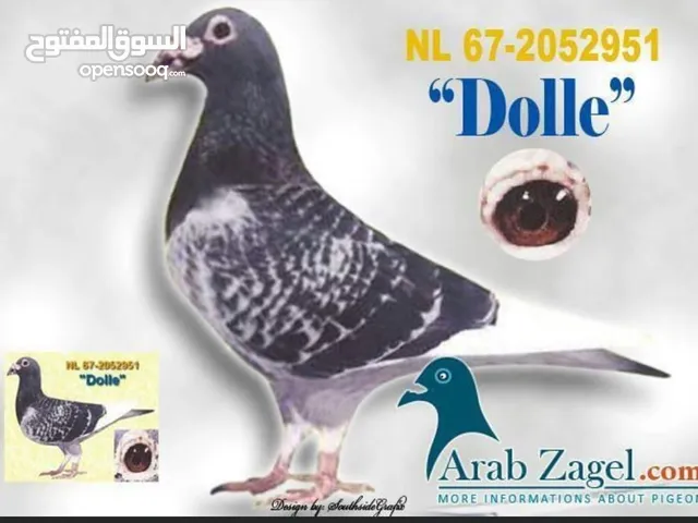 زاجل سباق أجواز منتجة وطبات جاهزة أبطال الابطالTob طيور نخبة تصليح وفوز من هواه أبطال المملكة للزاجل