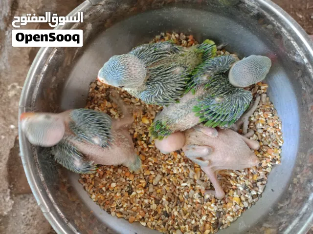 متوفرات بغبغاء اللون الاخضر