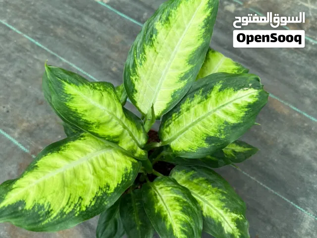 تنسيق حدايق