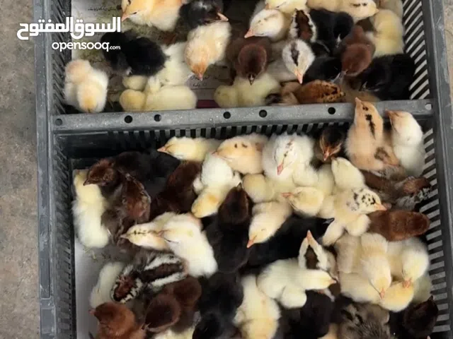 صيصان هجين عماني فرنسي