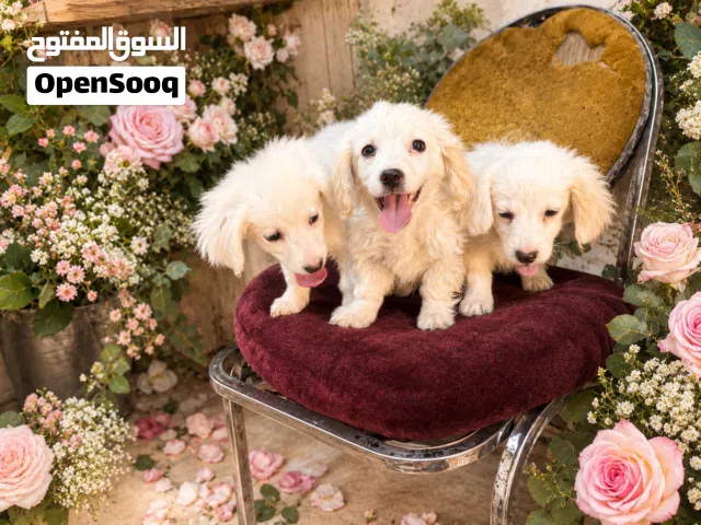 جراو بومارينيا للبيع العمر شهرين بيور بجننو الحجم مني صغير كثير يعيشو. البيت في ثلاث ذكر وانثايتين