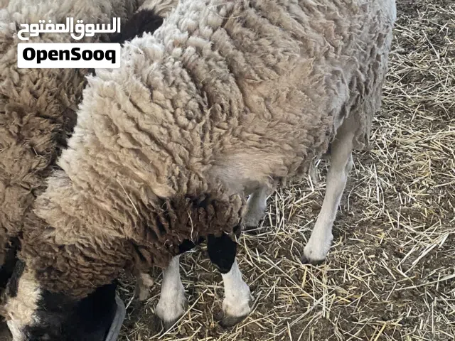 كبش دوبر ضخم وحمله بكر