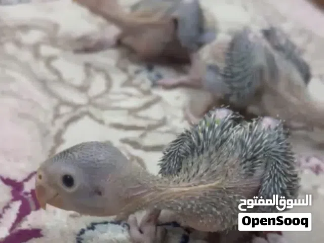 متو هندي الاخظر مميز