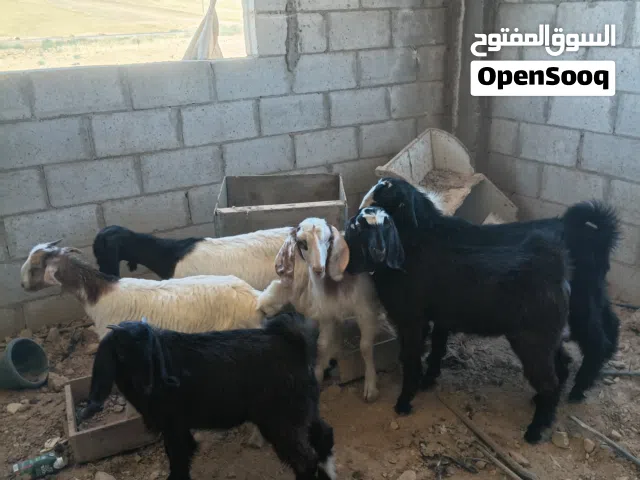 جدايه وصخال بصلاه على النبي