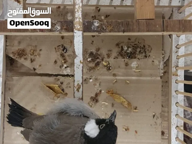 متاح بلبل فحل للبيع نضيف جدا وصحة جيده وخشونه خير من الله