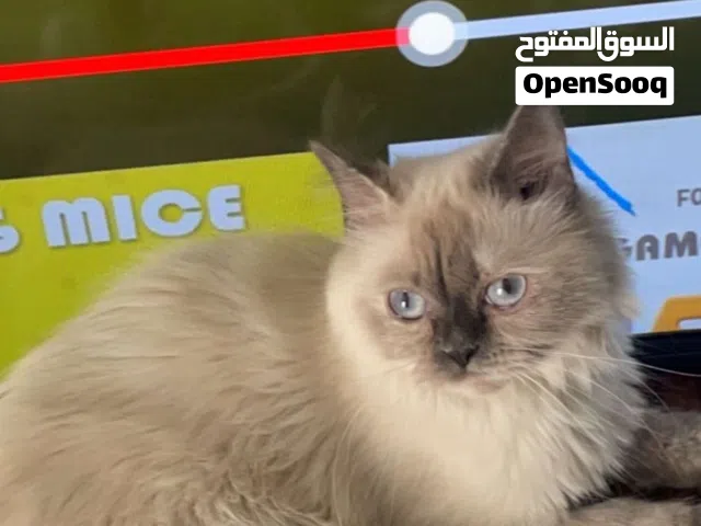 قط للتبني انثى