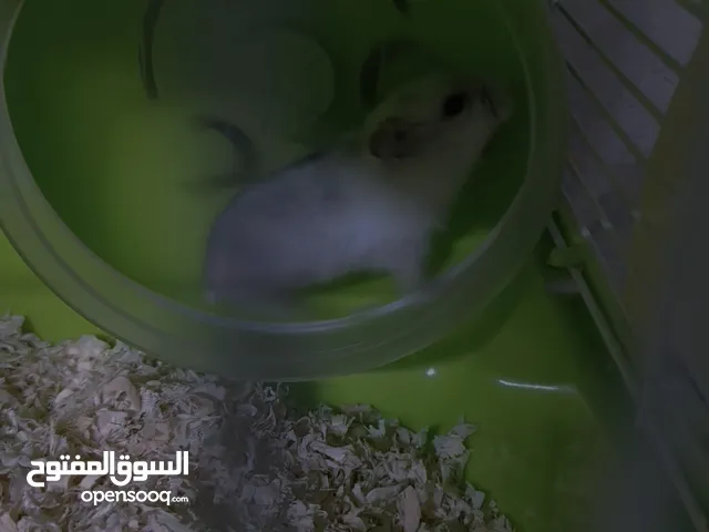 زوج هامستر روسي هوه وغراضه قيم وخذ