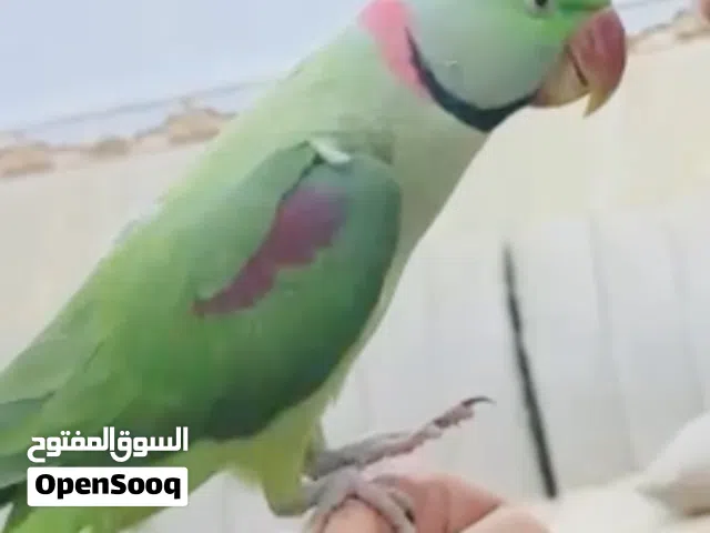 ذكر دره نيبالي