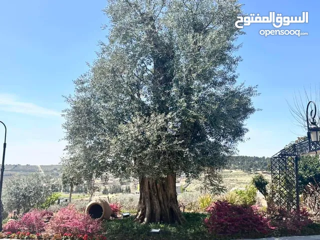 Farm Land for Sale in Jerash Al-Hashimiyyah