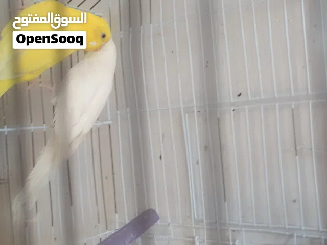 كوبية طيور بقلينو با القفص
