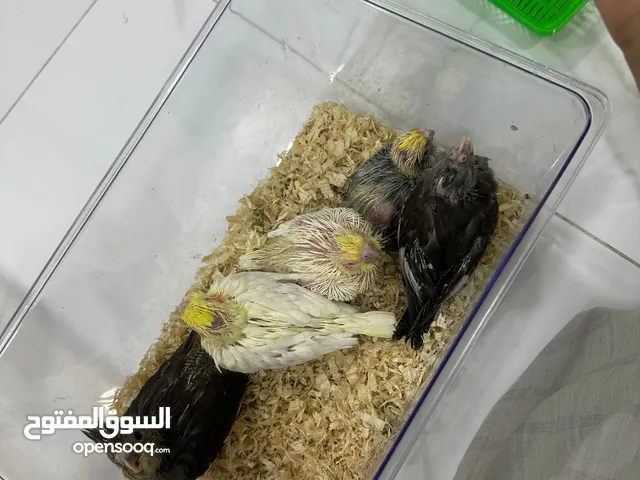 للبيع فروخ كوكتيل