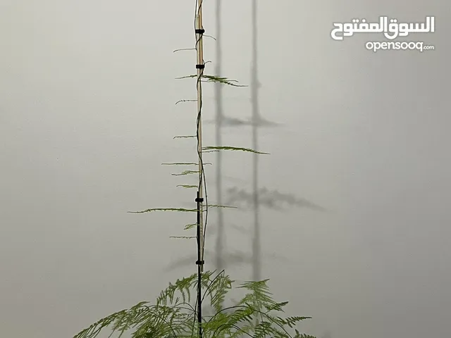 نبات هيليون 140 cm ارتفاع متسلق