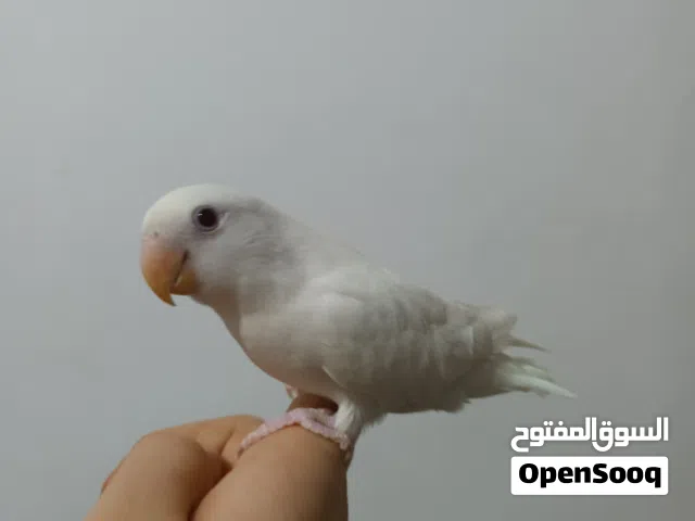 روز البينو عيون حمر