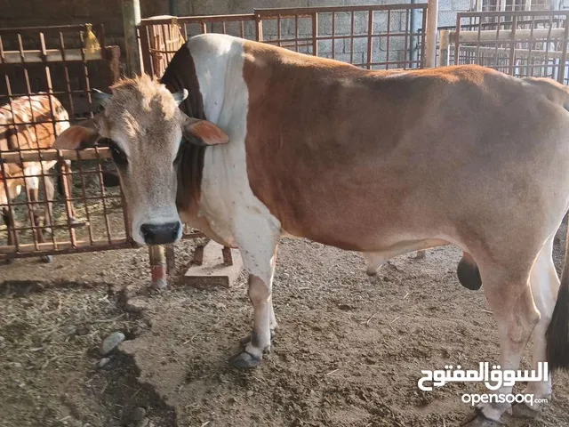 عجل للبيع مزارع الطويين
