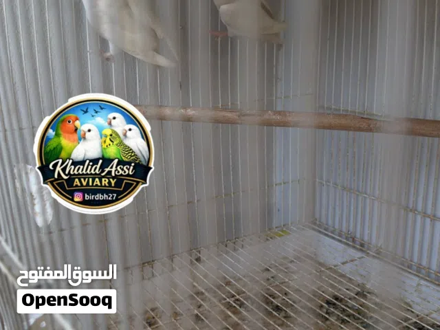 زوجين لافبيرد منتجين وتحتهم بيض