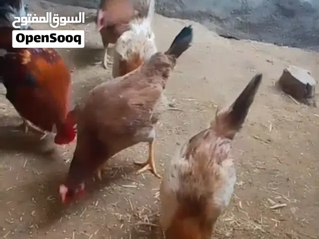 سلام عليكم  دجاجات خط اول متاح سياف سعودي شرط بياضات شرط صحه العدد 5دجاجات و +ديج 1