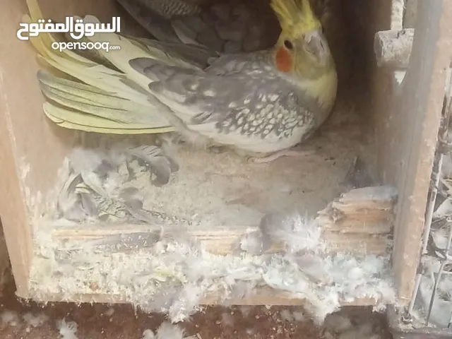 4 اجواز حب  جوز كوكتيل  طبعا كل جوز معاه قفص