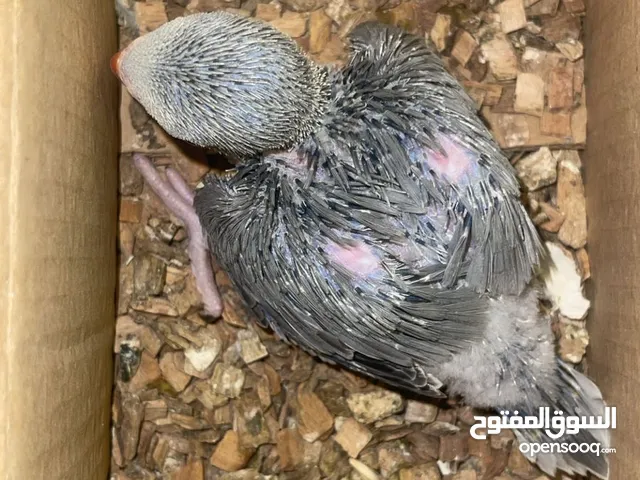 فرخ دره رصاصي