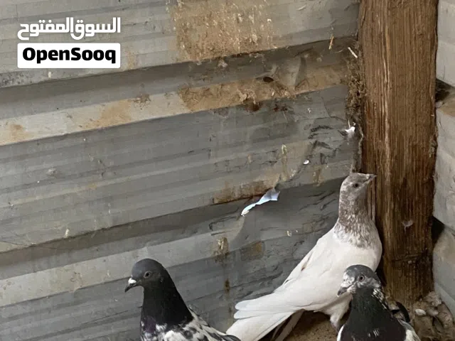 للبيع حمام باكستاني