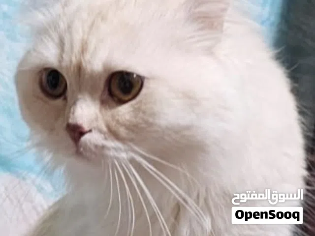 قط ذكر بريسان للبيع