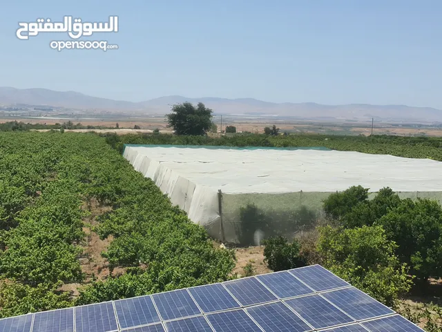 Farm Land for Sale in Irbid Wadi Al-Rayyan