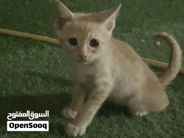 قطوه صغيره عيونه زرقه برتقاليه متهجنه