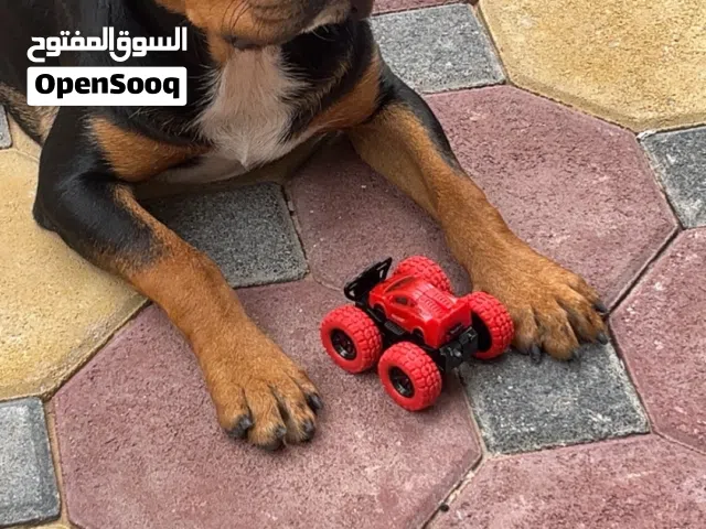 كلب للتبني نوع Doberman