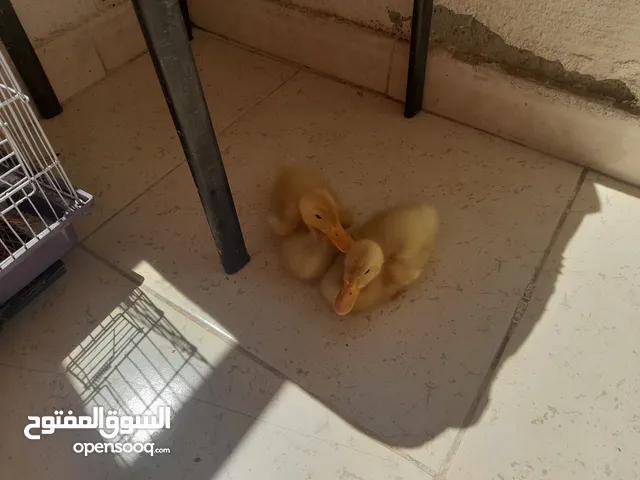 بط عدد 2للبيع عمر شهر