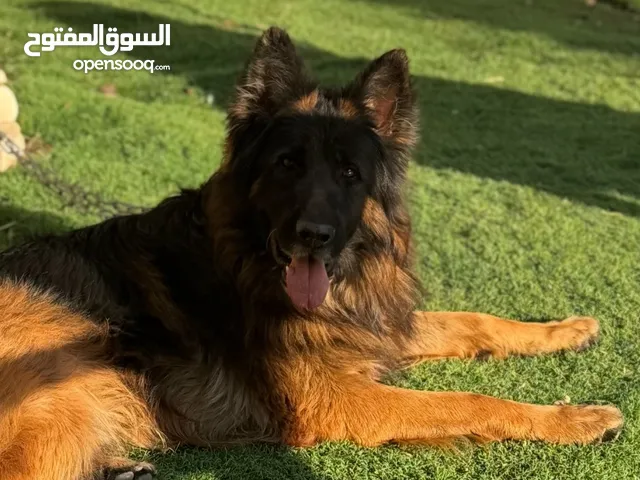 جيرمن شيبرد للبيع