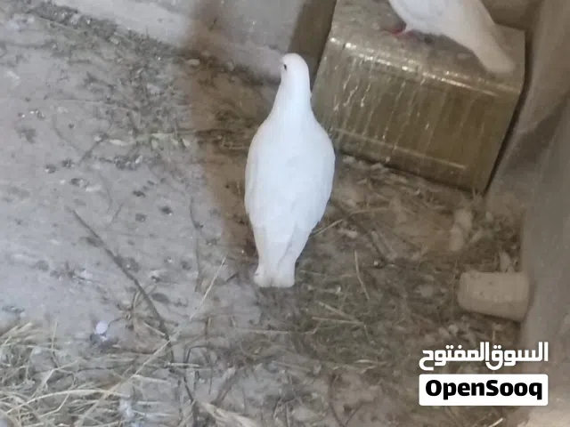 حمام فرنسي فوق جامبو للبيع