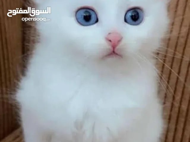 قطه من نوع شيرازي للبيع بسعر مغري