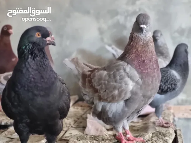 حمام كنج وحمام مصري للبيع