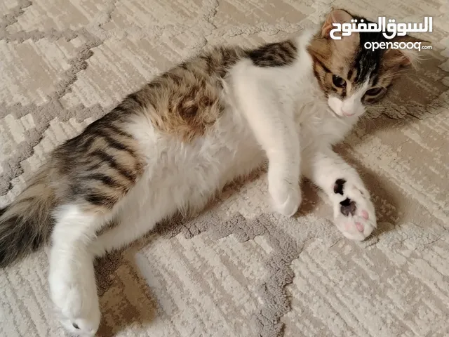 سيمبا شيرازي عمره 5 شهور ذكر من 3 الوان