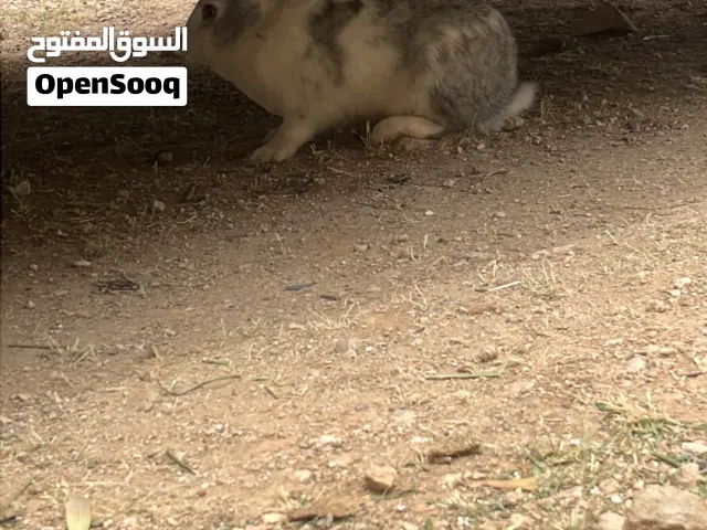 ارانب العدد 5 4اناثي وذكر بسعر مغري