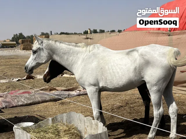 فرس للبيع العمر 12 سنه تنفع للانتاج و صغار