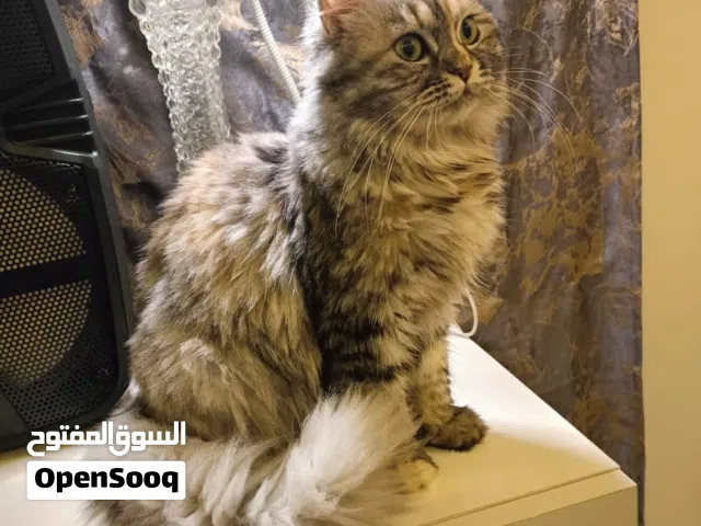 انثى هيمالايا عمرها سنة