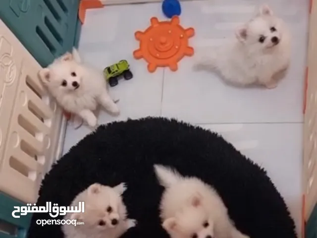 بيع كلاب بومرينيان (0_2) شهر........
