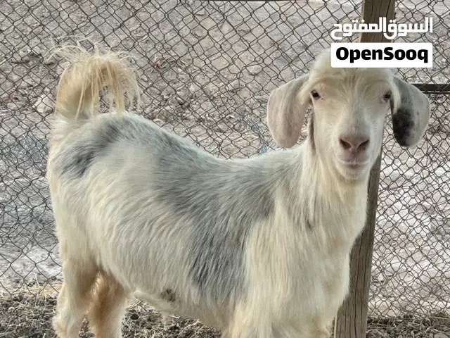 للبيع شاه رحبيه