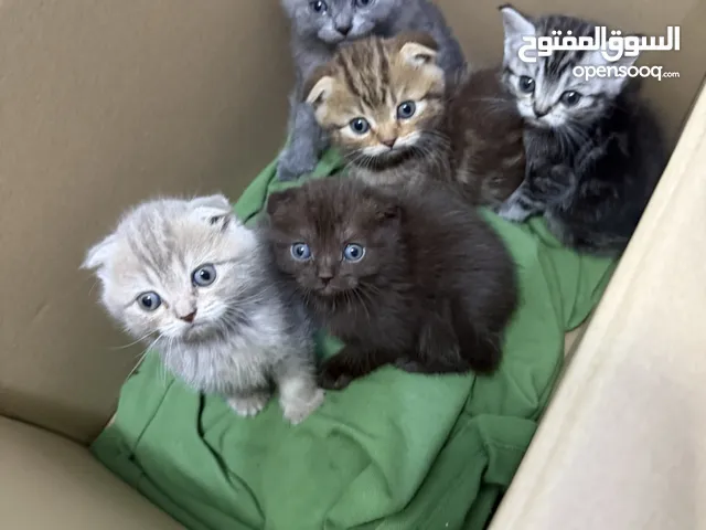 قطط سكوتش فولد للبيع