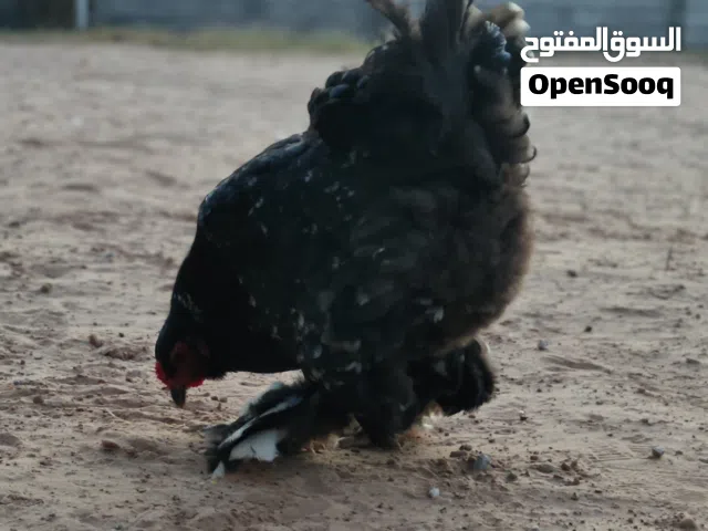 متاح دجاجه براهما