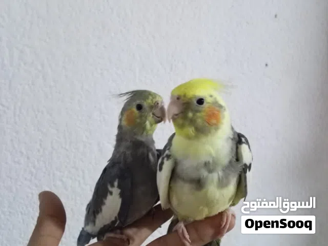 زوج كوكتيل لبيع اليفات ويان قفص